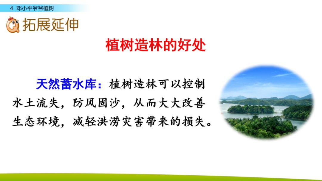 部编版二年级下册语文第4课《*小平邓**爷爷植树》知识点+图文讲解