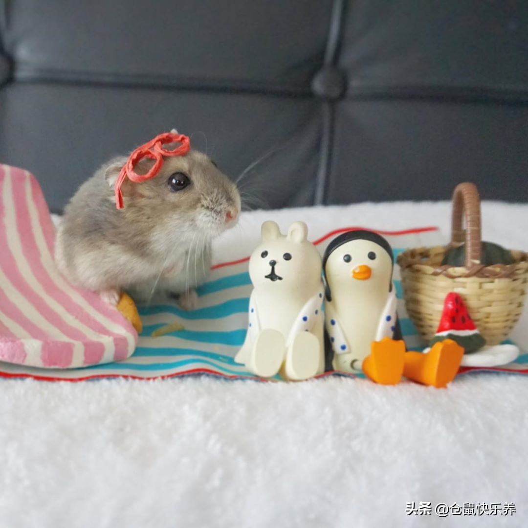 仓鼠趁主人不备钻进粮袋，被饲主发现后，鼠鼠就是不承认偷吃