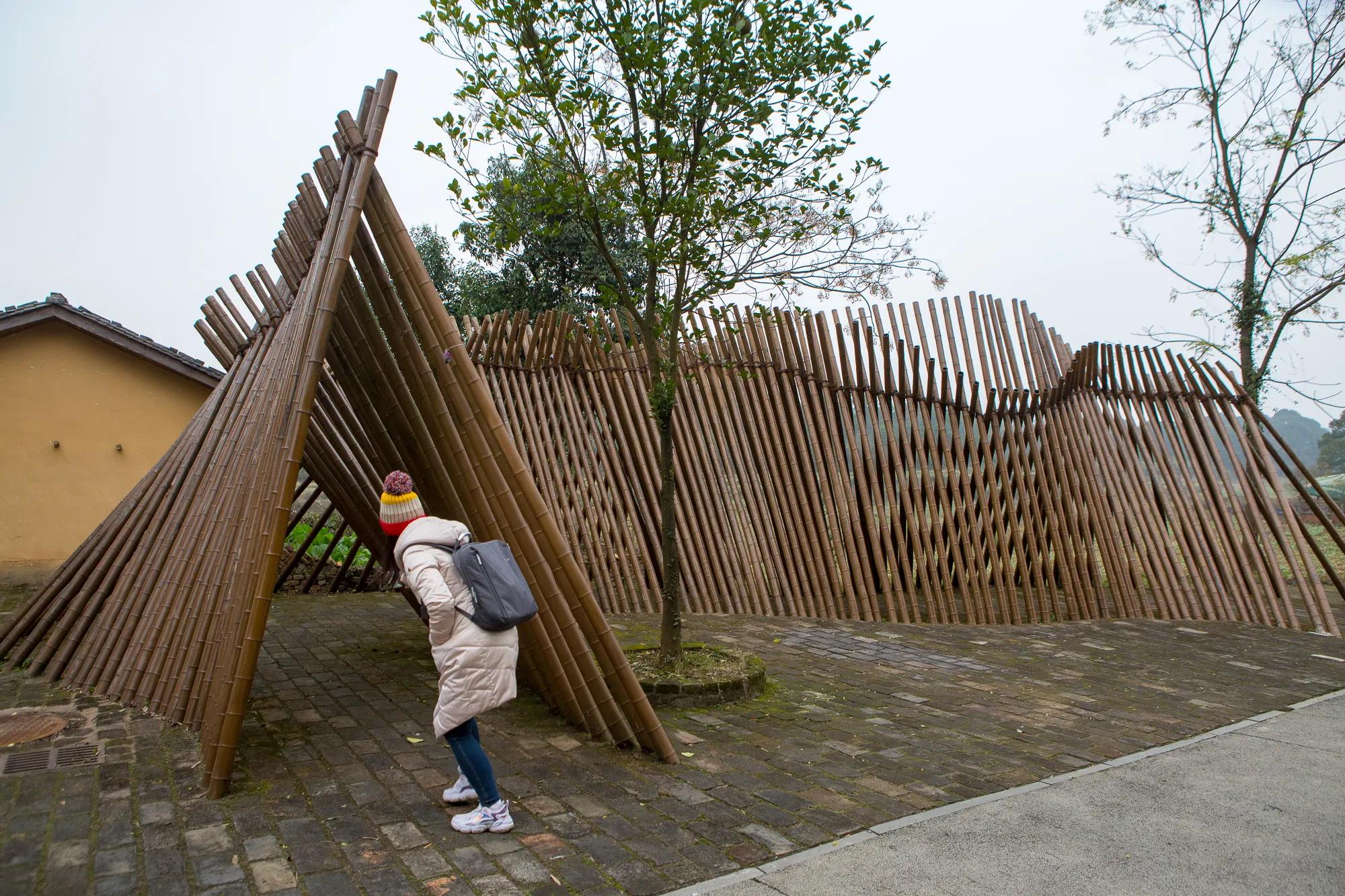 高岭古村银杏,高岭乡高岭村