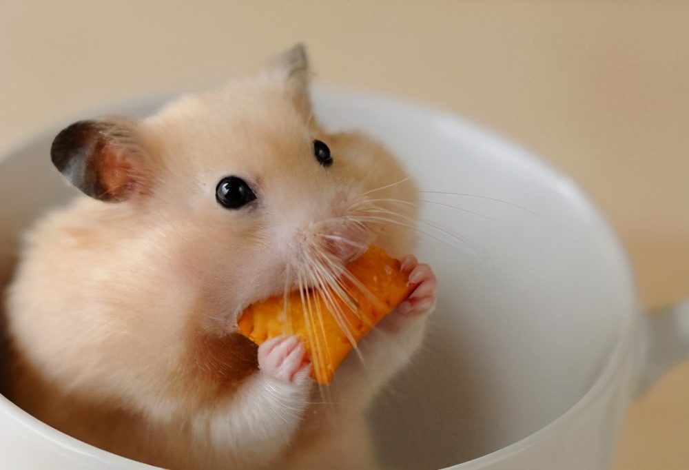 仓鼠会冬眠的照片,仓鼠会冬眠吗冬眠了怎么办