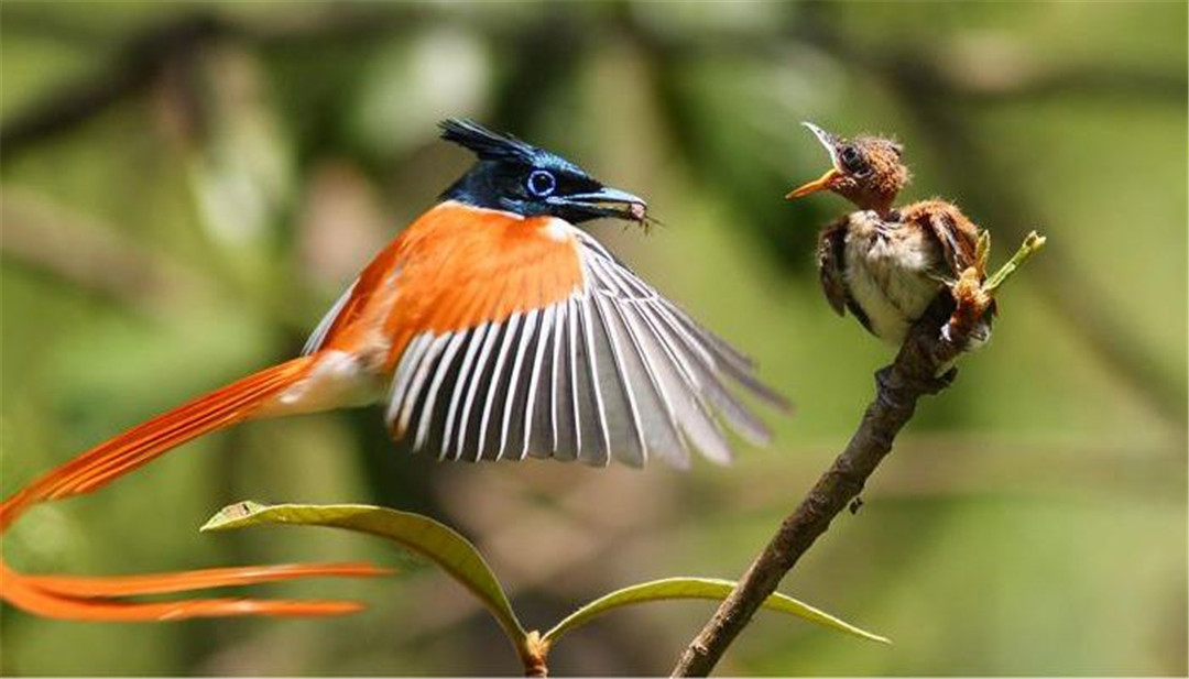 重庆发现的植物新物种,重庆发现红嘴蓝鹊