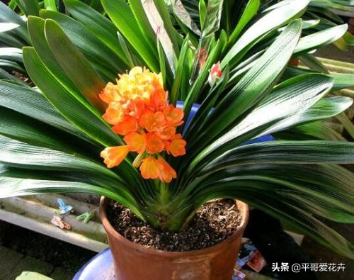 君子兰应该怎么养看完又学到一招,君子兰怎么养才能不乱七八糟