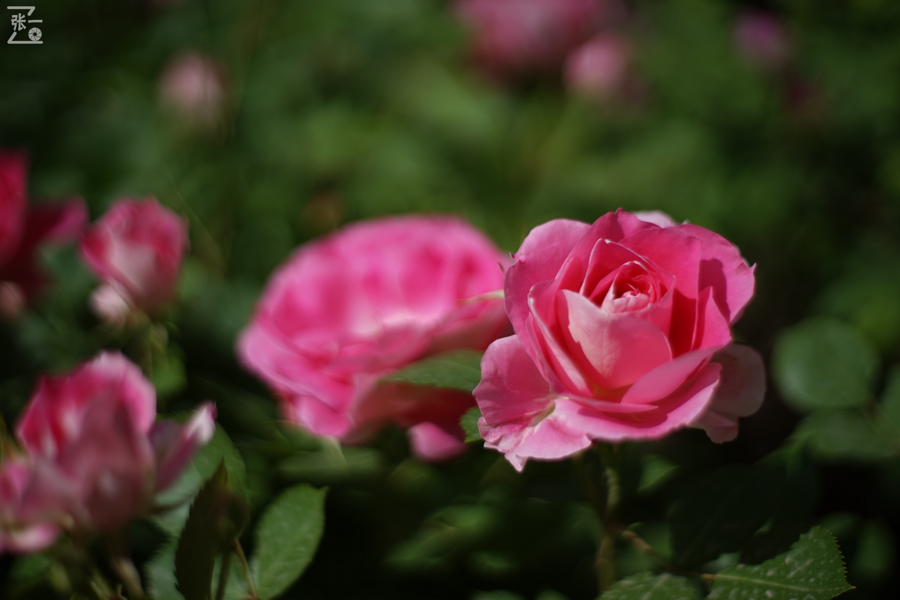 凤凰国产50mm镜头,凤凰索尼e口镜头