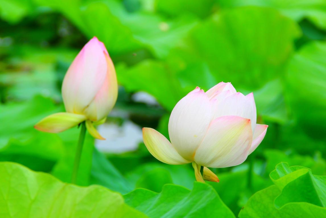 夏天的太阳一年级绘画,少儿美术绘画教程秋天