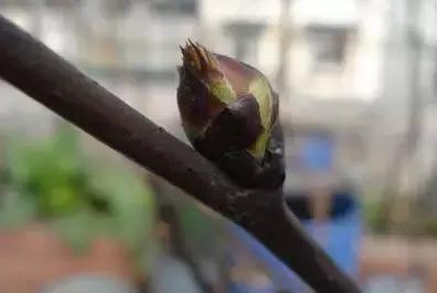 果树清园到底用什么药最好,冬季蜜柚清园管理要点