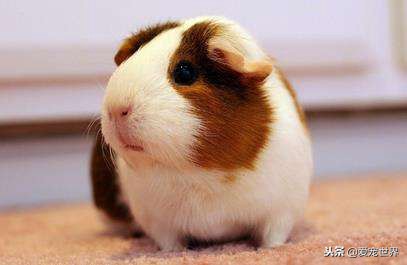 仓鼠是老鼠还是豚鼠,豚鼠还是仓鼠比较好