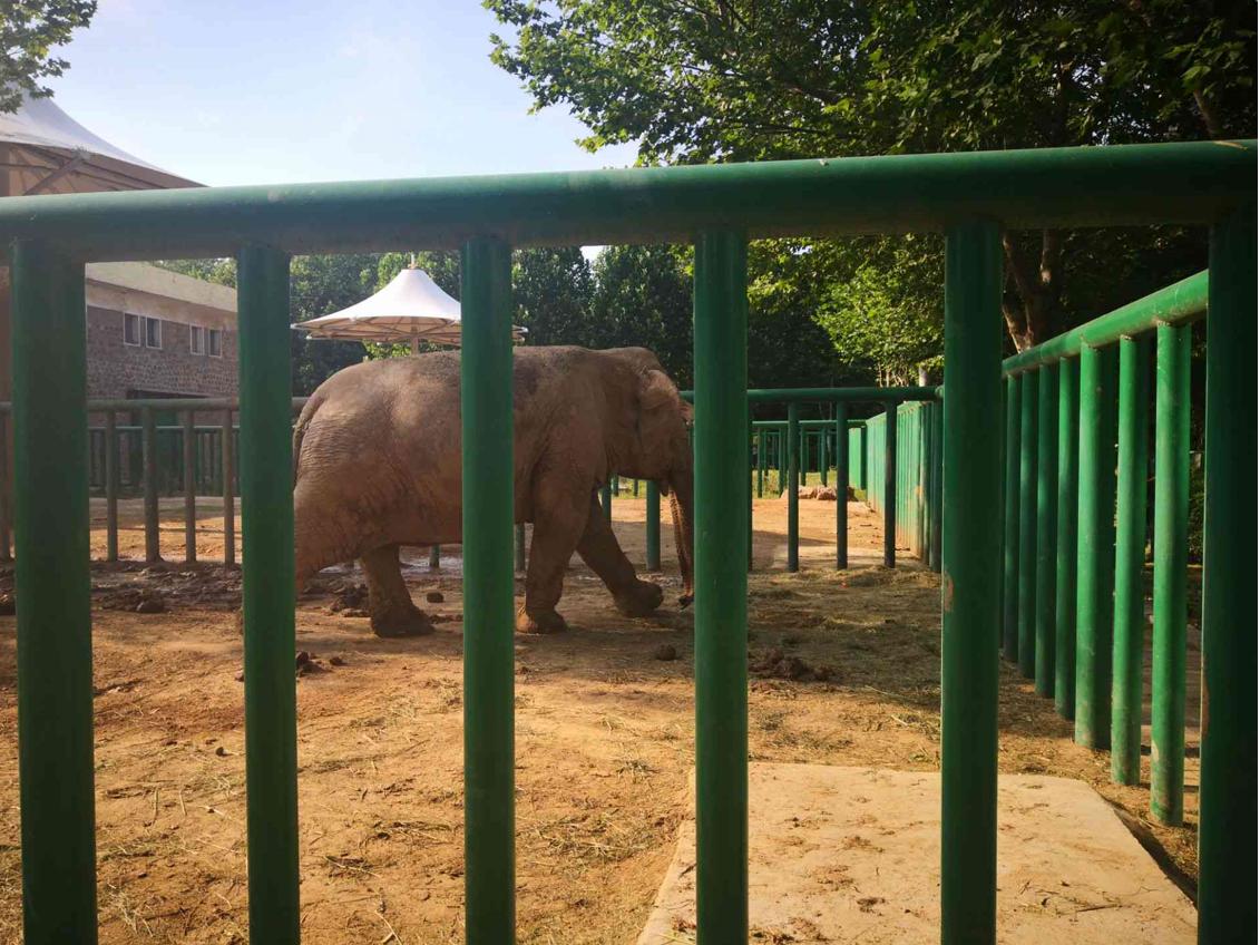 登封野生动物园最新进展,2020郑州市动物园开园了吗