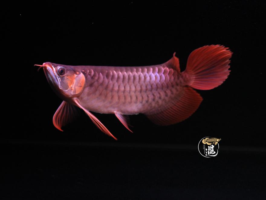 龙鱼不喂大麦虫后拒食,龙鱼要买高背还是过背的