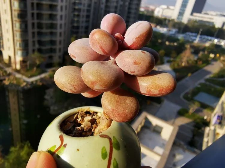 多肉砍头的怎么养,多肉怎么砍头才能爆发