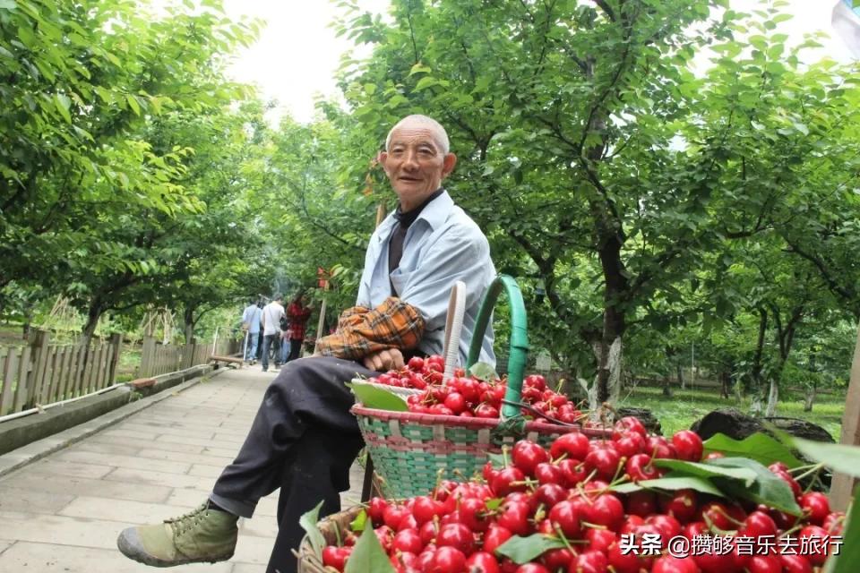 汶川三宝有哪些,汶川三宝市场枇杷