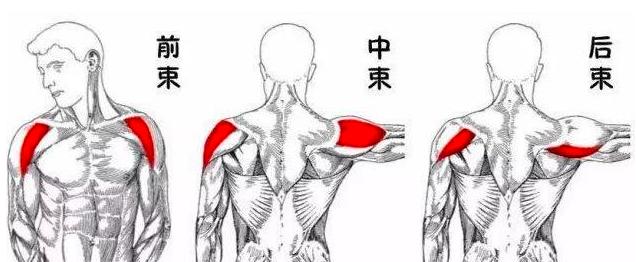 骨架不大,骨架太小真的就练不大吗