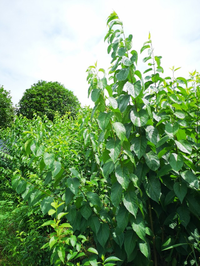 江枫千帆,江枫遇见邀月