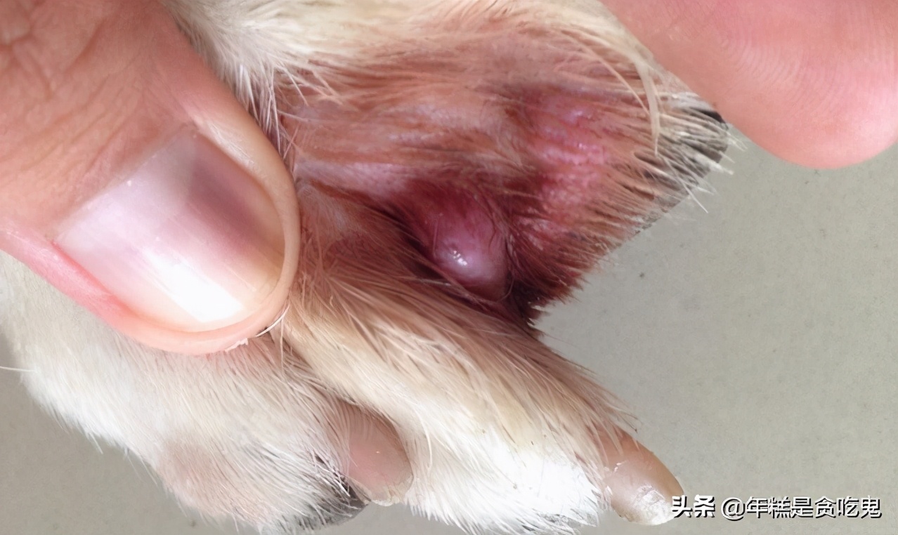 小狗得了趾间炎该怎么治疗？铲屎官进阶技能
