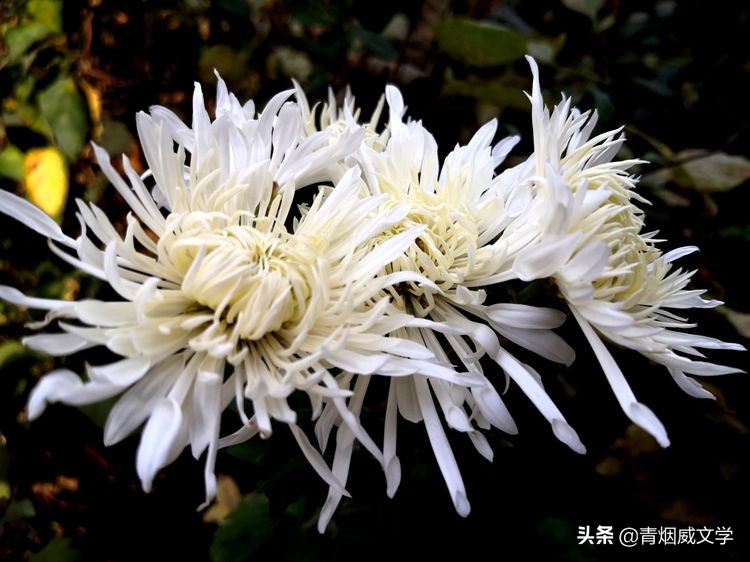 岁月无情风过肩（随笔）