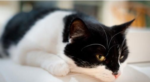 十块钱就能买一只狸花猫是真的吗,几十元的狸花猫能养吗