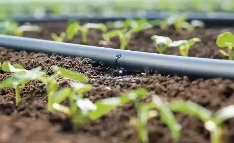 柑橘喷灌好还是滴灌好,喷灌和滴灌对柑橘的影响