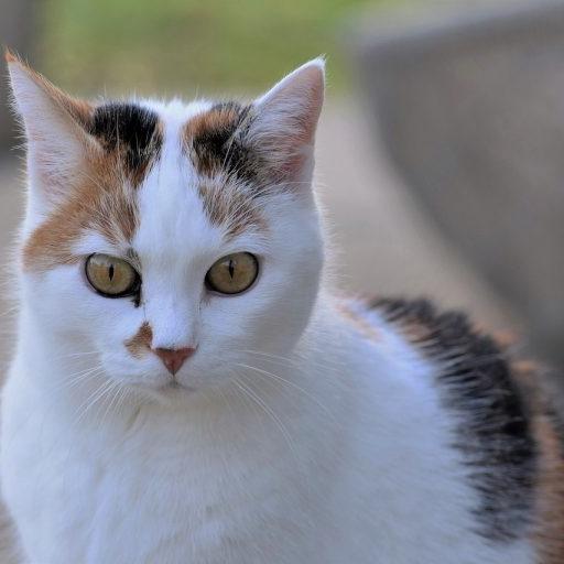 猫咪的眼睛颜色居然能决定性格,猫咪眼睛颜色竟然决定了它的性格