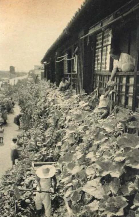 战火中的日本人有多惨？小学生都要当苦力