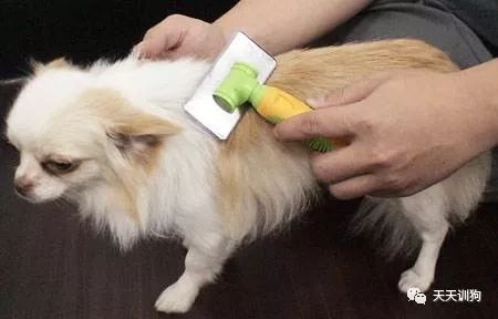 狗狗产后掉毛严重怎么办,狗狗成片掉毛是怎么回事