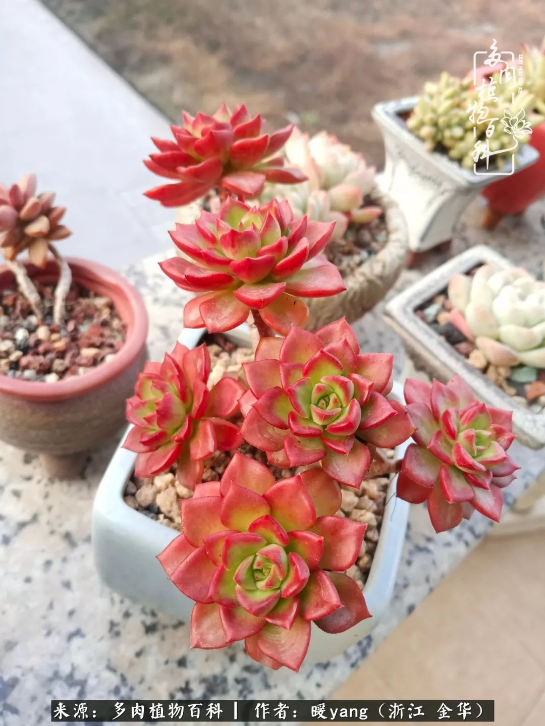 养多肉是业余的纯粹是爱好,每晚7点教您快速入门养多肉