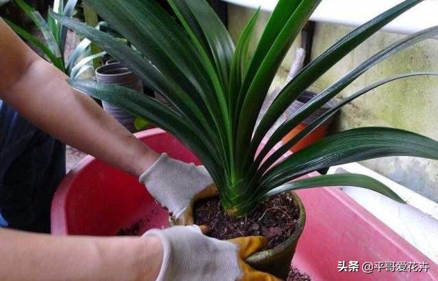 君子兰怎么养才能养得好看开花,君子兰怎么养才能旺盛容易开花