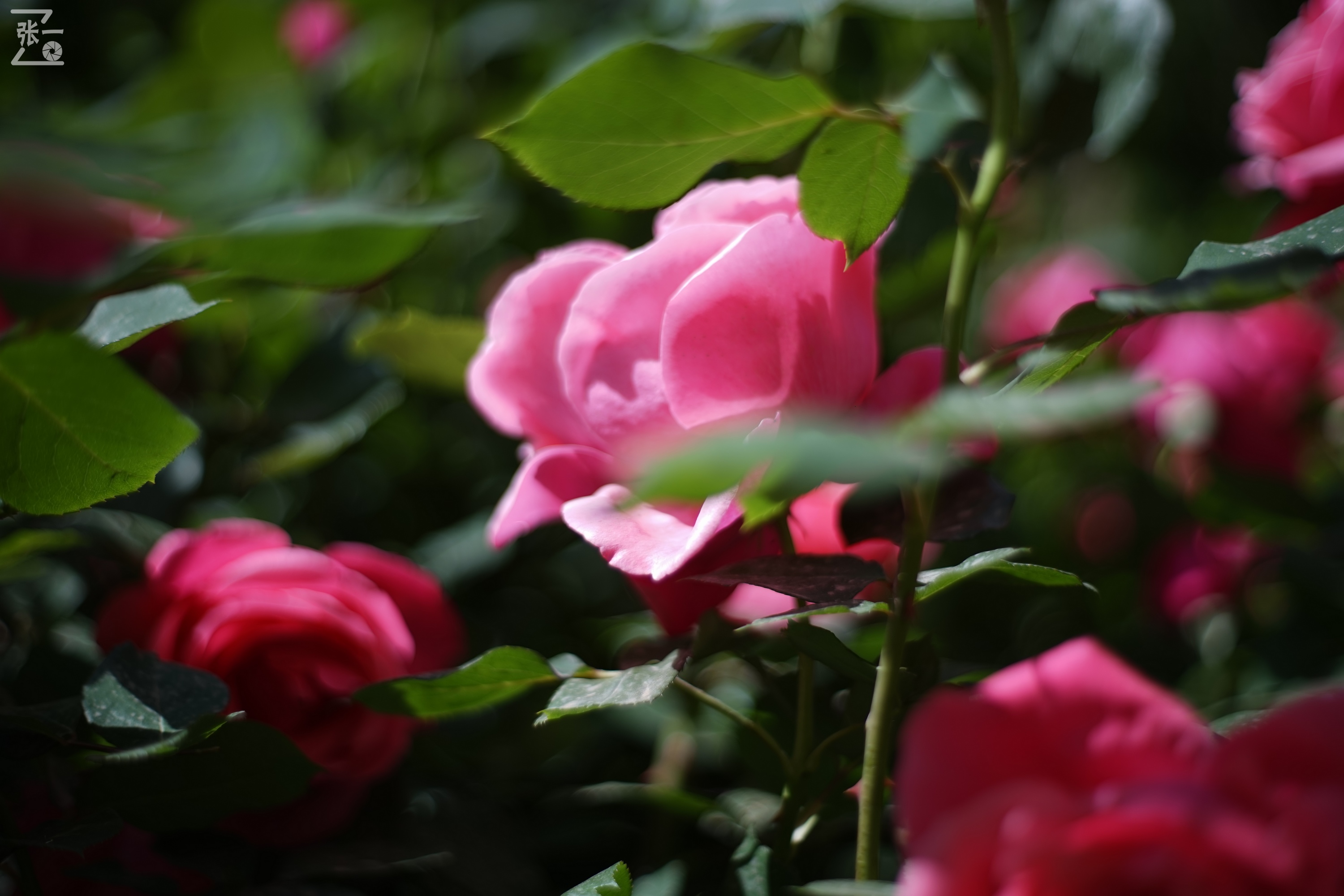 凤凰国产50mm镜头,凤凰索尼e口镜头