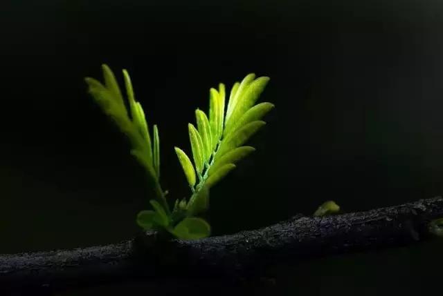 造型极美的盆景一起来欣赏,一组风吹出来的盆景欣赏动感十足