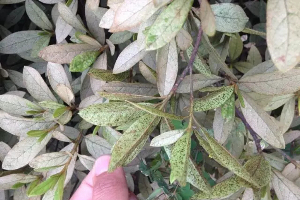 我的杜鹃缺水了怎么补救,我的杜鹃花叶子发黑掉落咋办