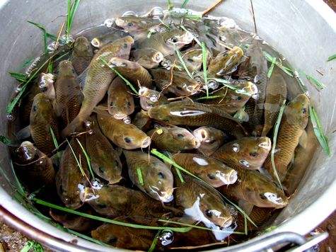 正宗原生禾花鱼,真正意义上的禾花鱼