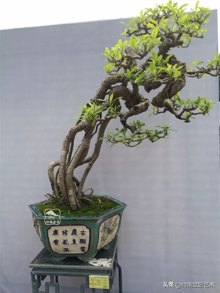 文人杂木盆景精品欣赏,可以做盆景的杂木图片大全