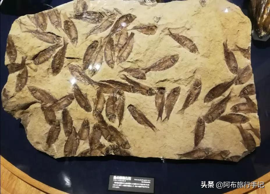 日本名古屋美食介绍,名古屋必吃