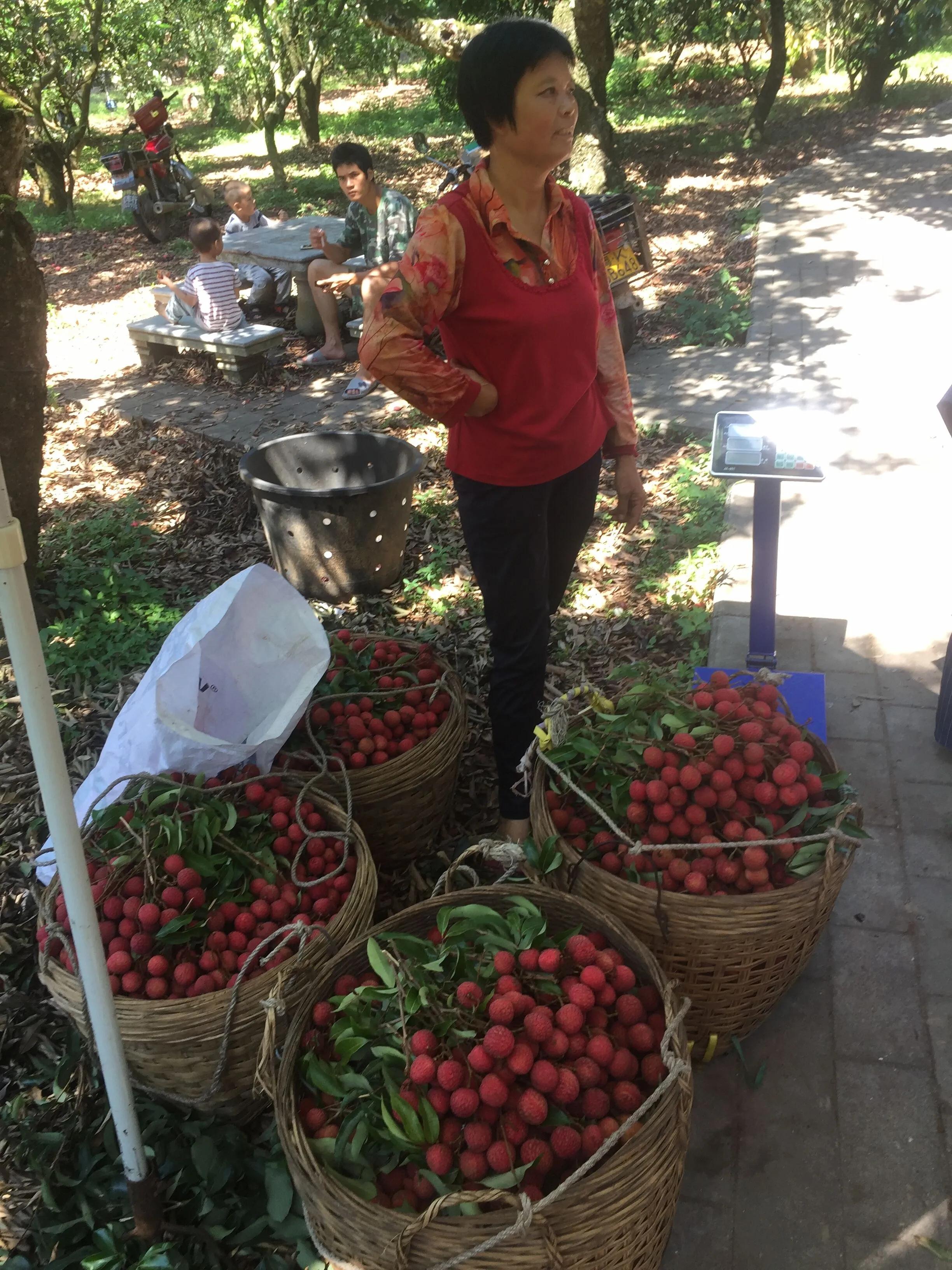 茂名:高州荔枝主产六大乡镇,看看你认识几个?