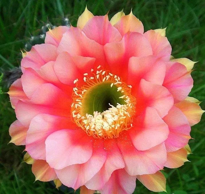 100种仙人球花图片,100种仙人球的品种视频