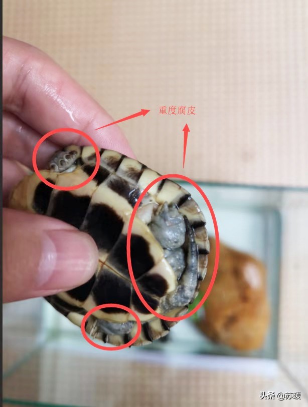 乌龟腐甲腐皮最佳治疗方法,乌龟脱皮和水霉病的区别