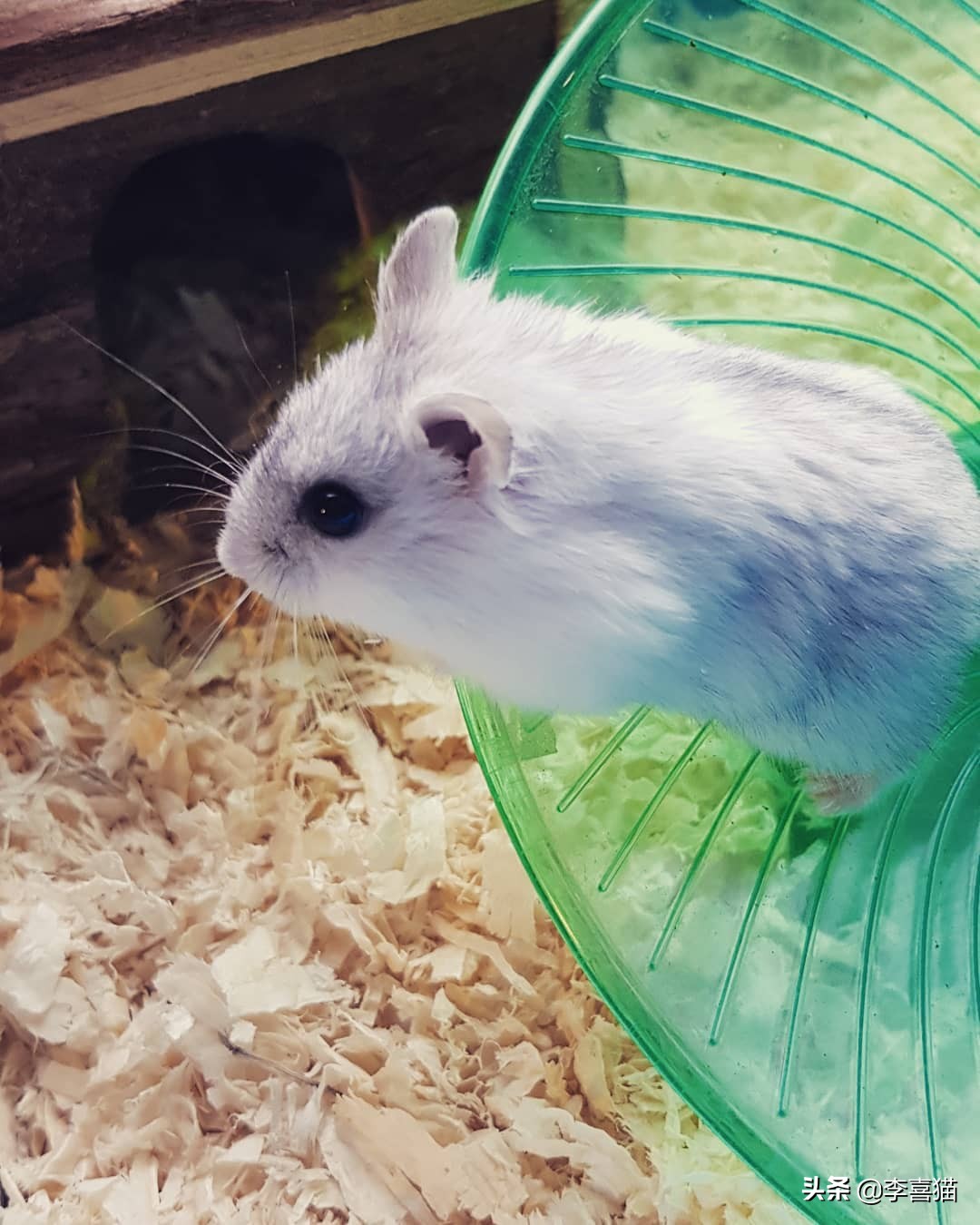 只养一只母仓鼠会孤单吗,仓鼠是独居动物不能两只一起养吗