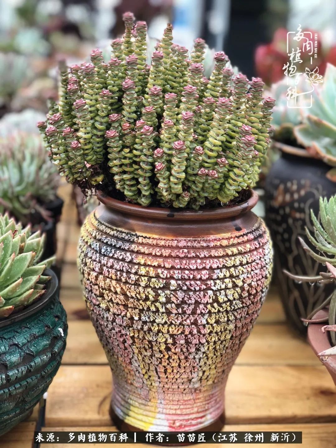 多肉之江湖：众肉友们，修仙渡劫几何了？