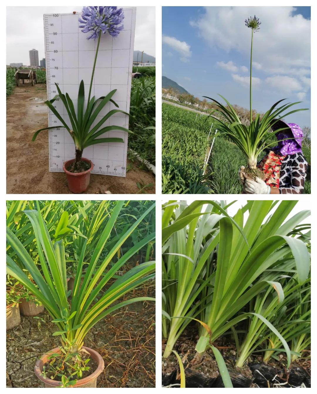 鑻椾粨浼氬憳,鑻椾粨浼氬憳鏈嶅姟