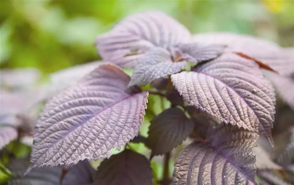 阳台种紫苏叶子什么时候变紫,紫苏怎么种才能出得快