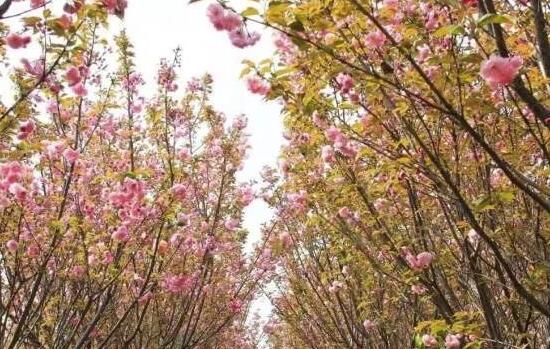 常州金坛最美乡村,金坛有哪些美丽乡村