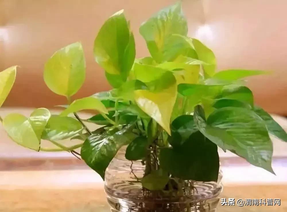 妞嶇墿鍡栧棖闀跨垎鐩嗕笉榛勫彾,鍏绘鐗╀竴涓槦鏈熶笉姝荤殑绉樻柟