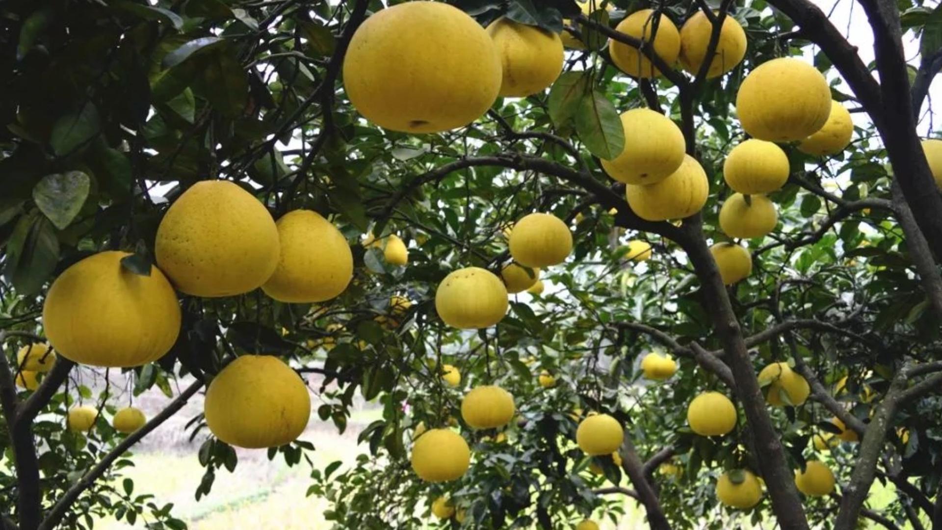 柚子甜不甜在树上就决定了,柚子甜不甜很甜原版视频