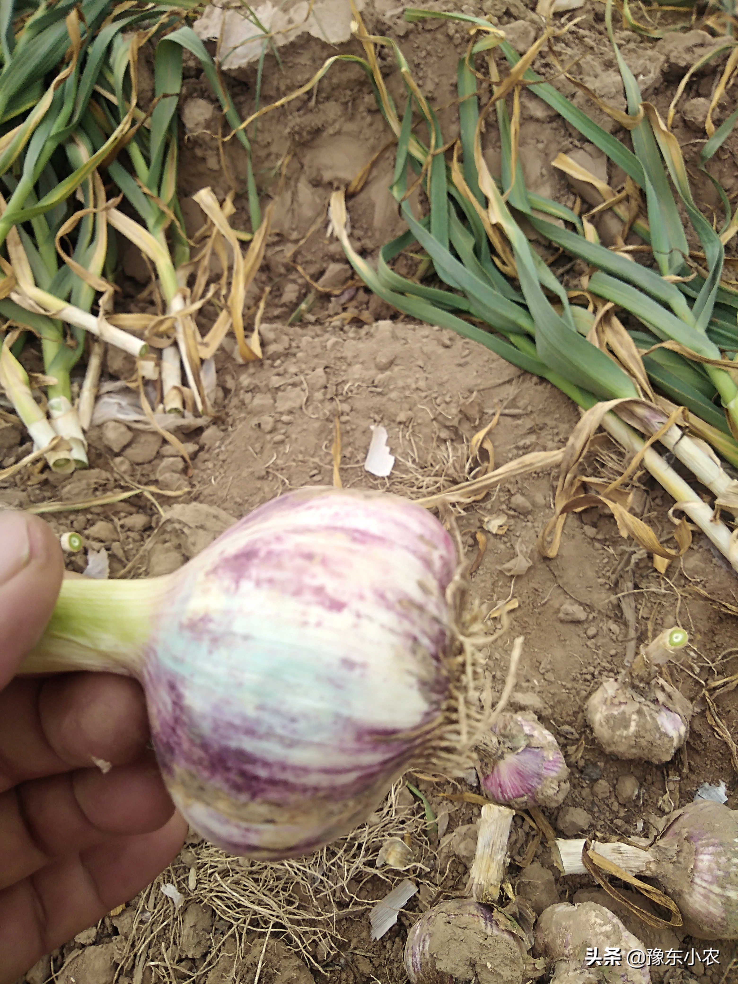 大蒜收获后怎么晾晒,大蒜收获了怎么晾晒