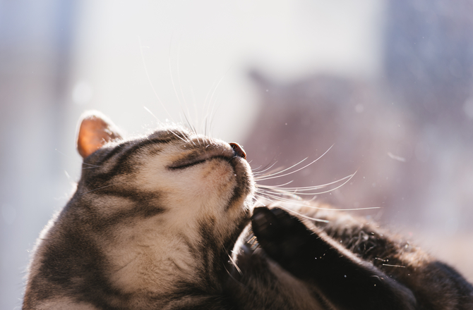 怎么快速改善猫掉毛,猫如何改善掉毛