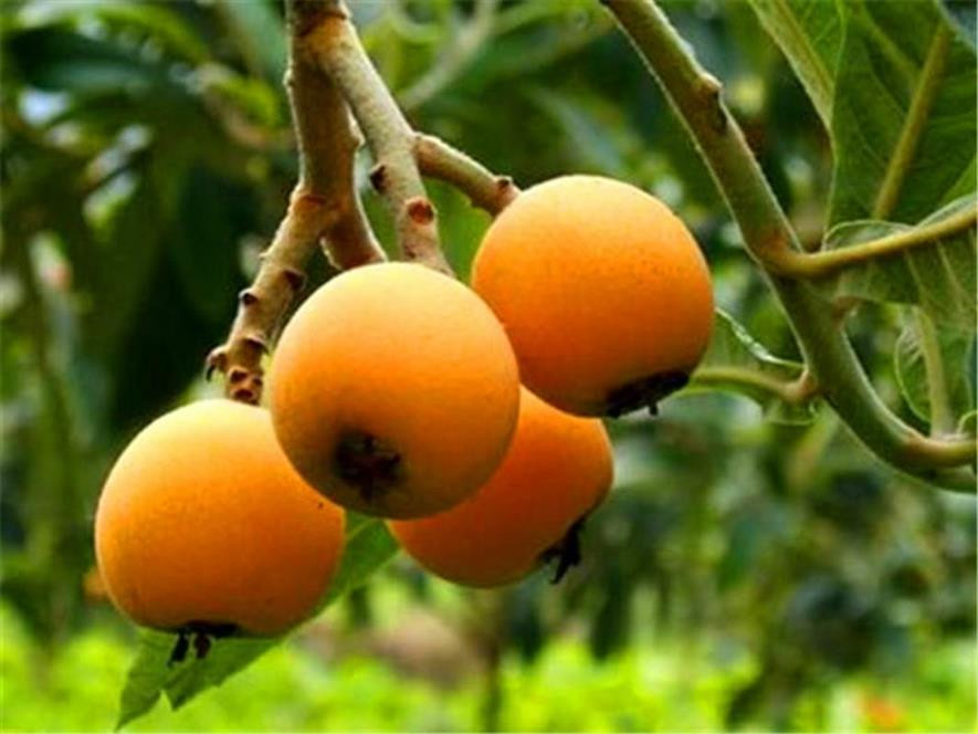 百种味道的果子,四季百种果子图片