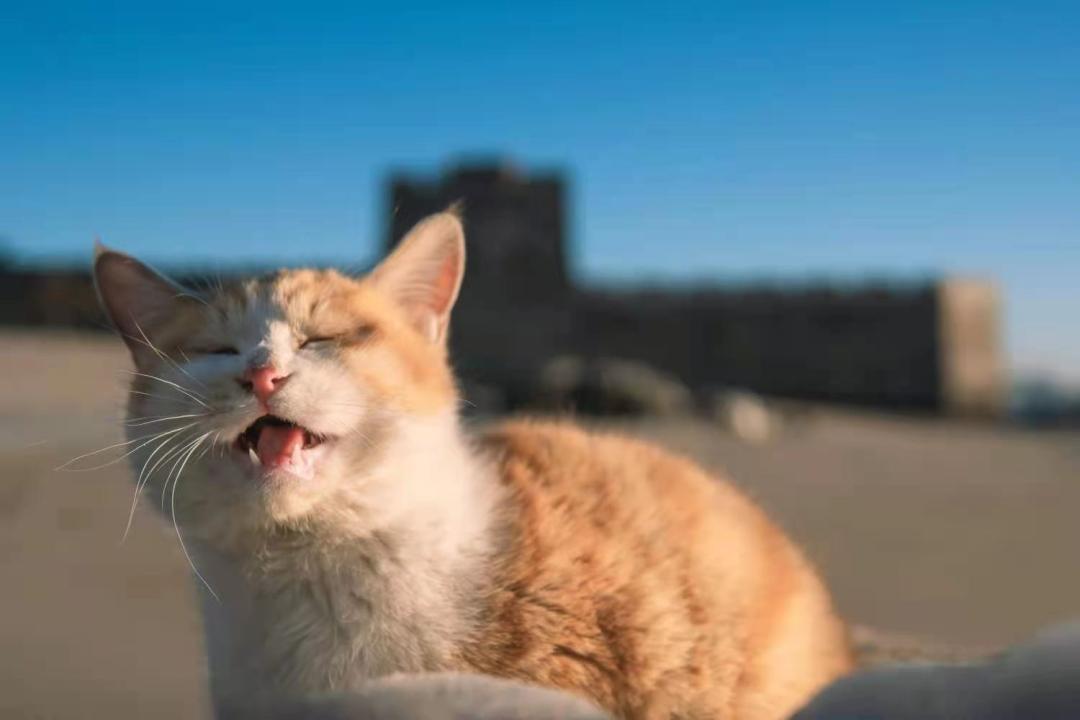 秦皇岛这只网红猫日常“巡逻”你见过吗?岛上还有这些撸猫好去处~