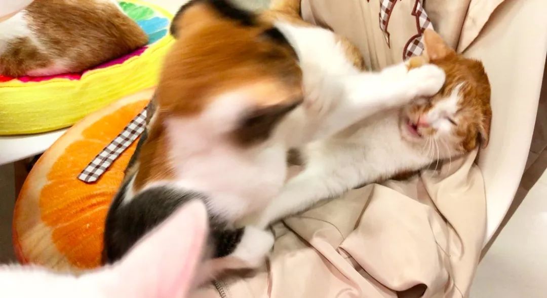 猫咪老是咬人能不能把它牙齿磨平,猫咪爱咬人怎么快速解决