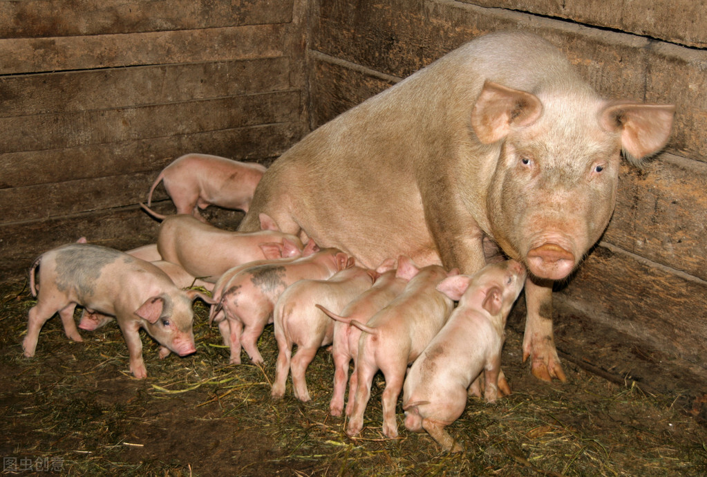 产仔多,母猪产多仔了要怎样分批喂养