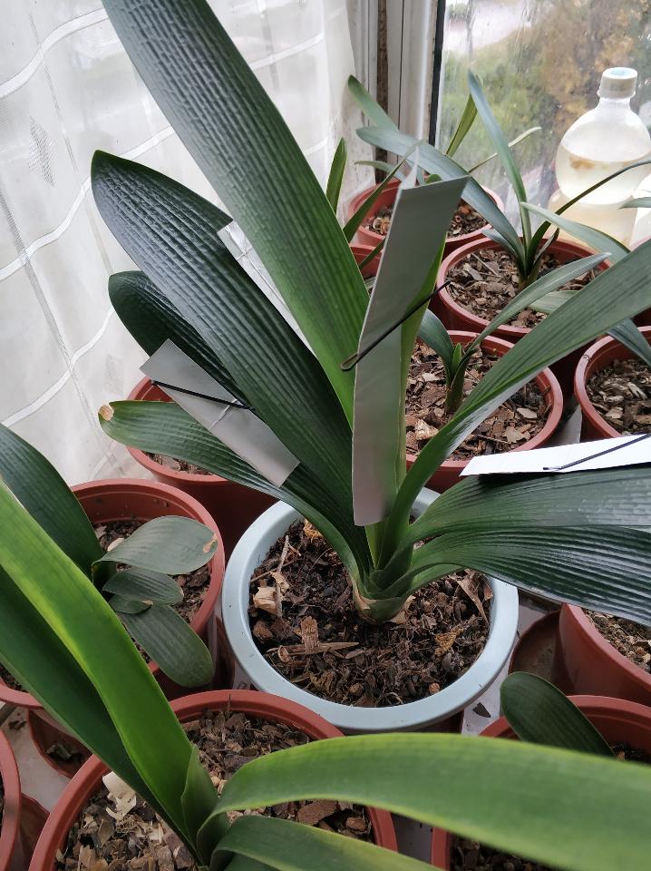 养君子兰二十年心得,养君子兰基本常识