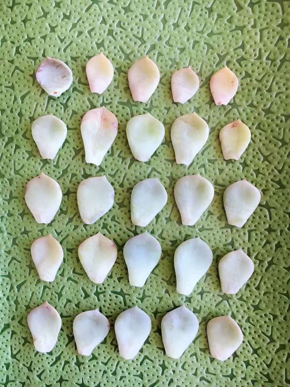 清欢养肉｜优生优育的白牡丹，让你从几片叶子跻身多肉大户