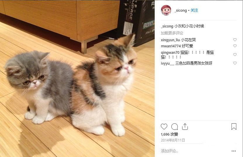 王思聪买的宠物鸭,王思聪买的鸭子